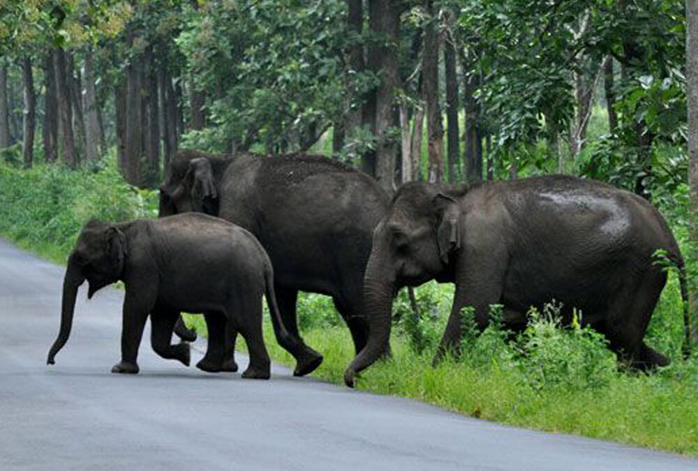 Wayanad Wildlife Sanctuary