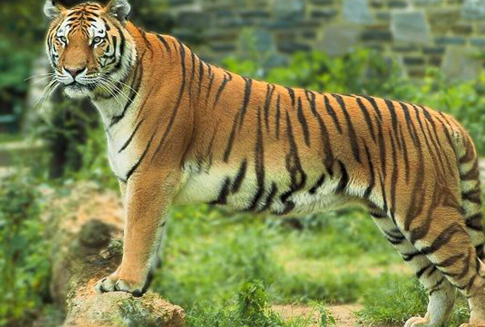 Parambikulam Tiger Reserve