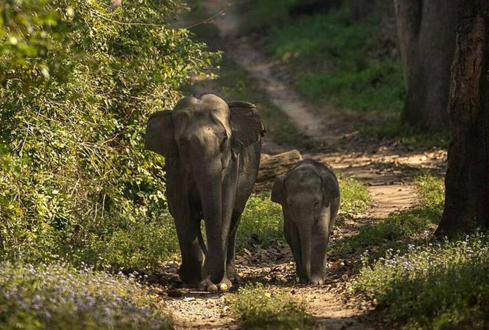 Wayanad Wildlife Sanctuary