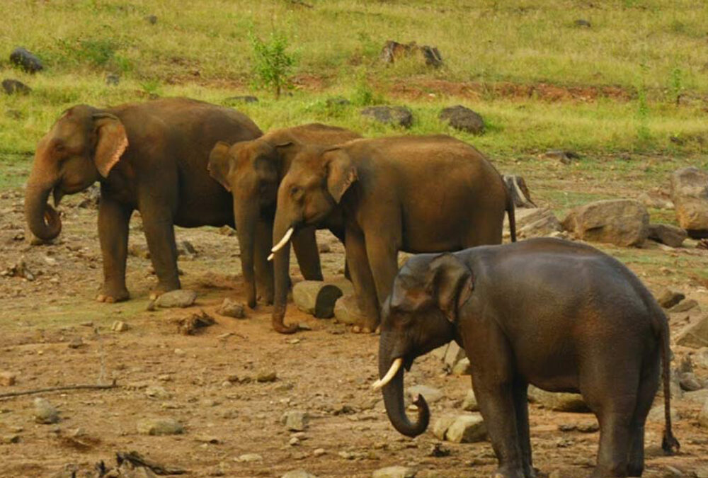 Chimmony Wildlife Sanctuary