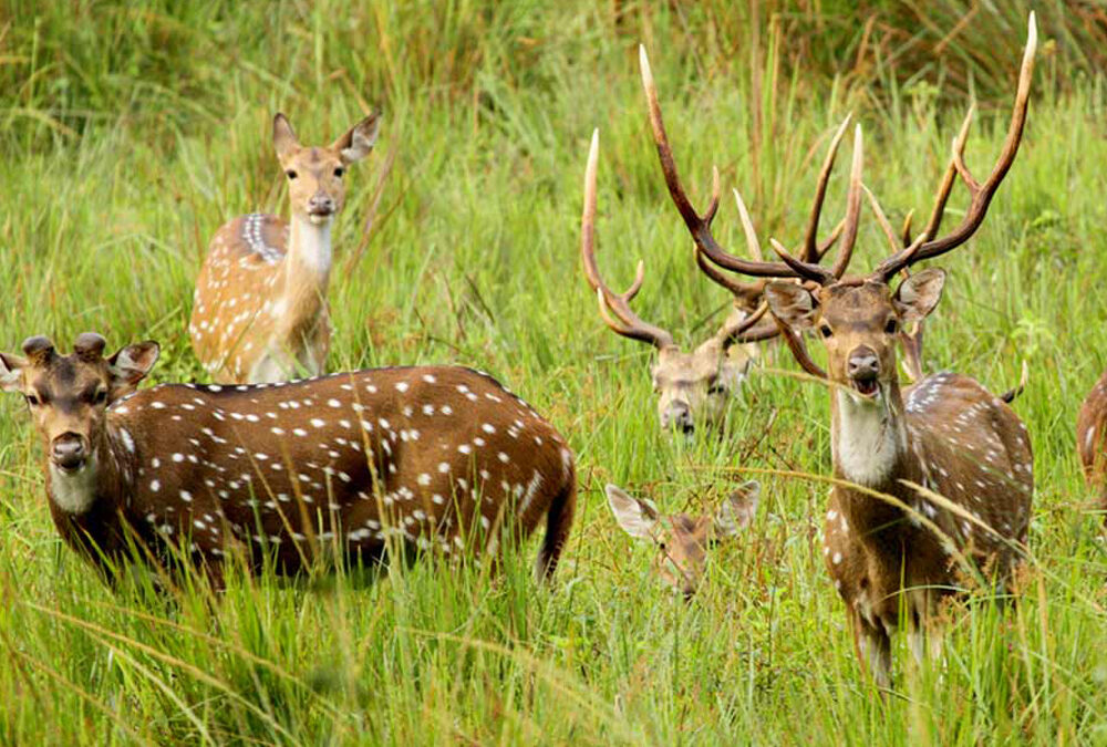 Wayanad Wildlife Sanctuary