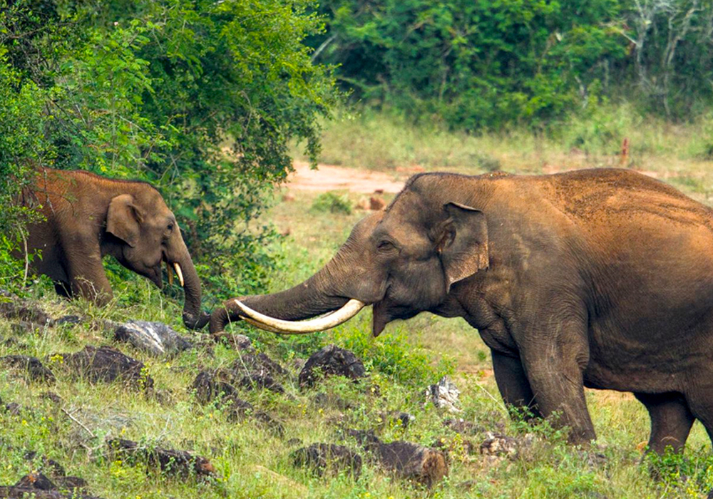 Parappa Wildlife Sanctuary